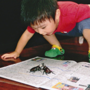 カブトムシぃ　ファイト　あーファイト